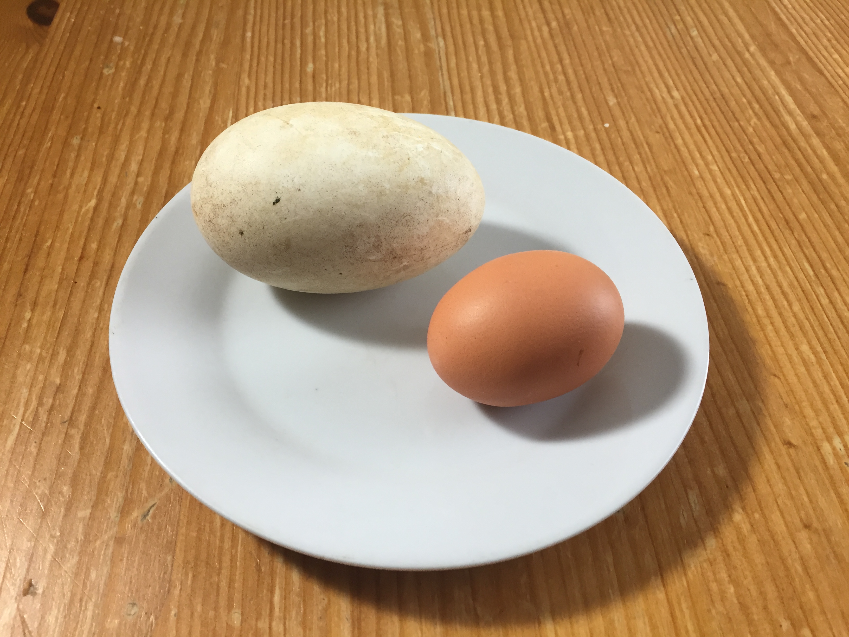 Baking with goose eggs